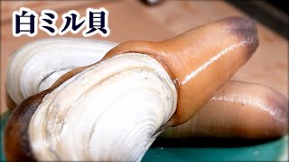 白ミル貝の捌き方！お刺身にするまでの仕込み【串焼きも美味しい】