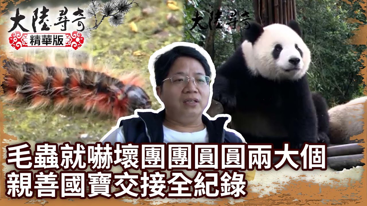 【團團離世回顧】毛蟲就嚇壞團團圓圓兩大個 親善國寶交接全紀錄 【@ctvchinatv EP1282】