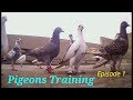 Pigeons Training 26 kabootaro ki Khulat Episode 01