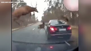 Herd of deer leaps over moving vehicle to avoid crash