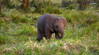 Is this the cutest fail ever? Baby elephant charges and face-plants.