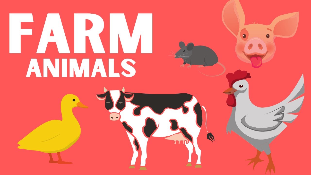 Farm Animals YouTube