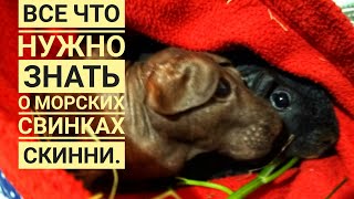 Морские свинки все что нужно знать.Лысые морские свинки Скинни!Посмотри и не говори,что не видел! Морские свинки все что нужно знать.Лысые морские свинки Скинни!Посмотри и не говори,что не видел!