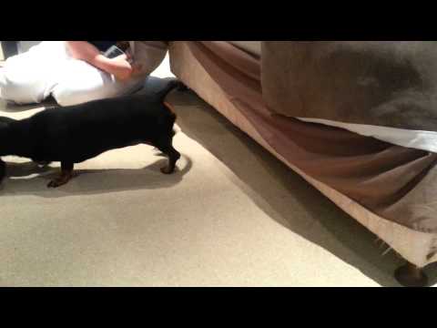 Dachshund WWE Smackdown move!