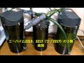 イシガメ水槽を作ってみた。子ガメ編