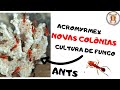 Iniciando colnia new colony acromyrmex  formigas cortadeiras mais conhecida como quenquen