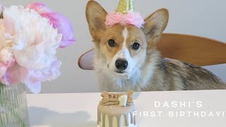 My Corgi Puppy's First Birthday | Happy Birthday, Dashi♡ by Suki 1,445 views 1 year ago 8 minutes, 36 seconds