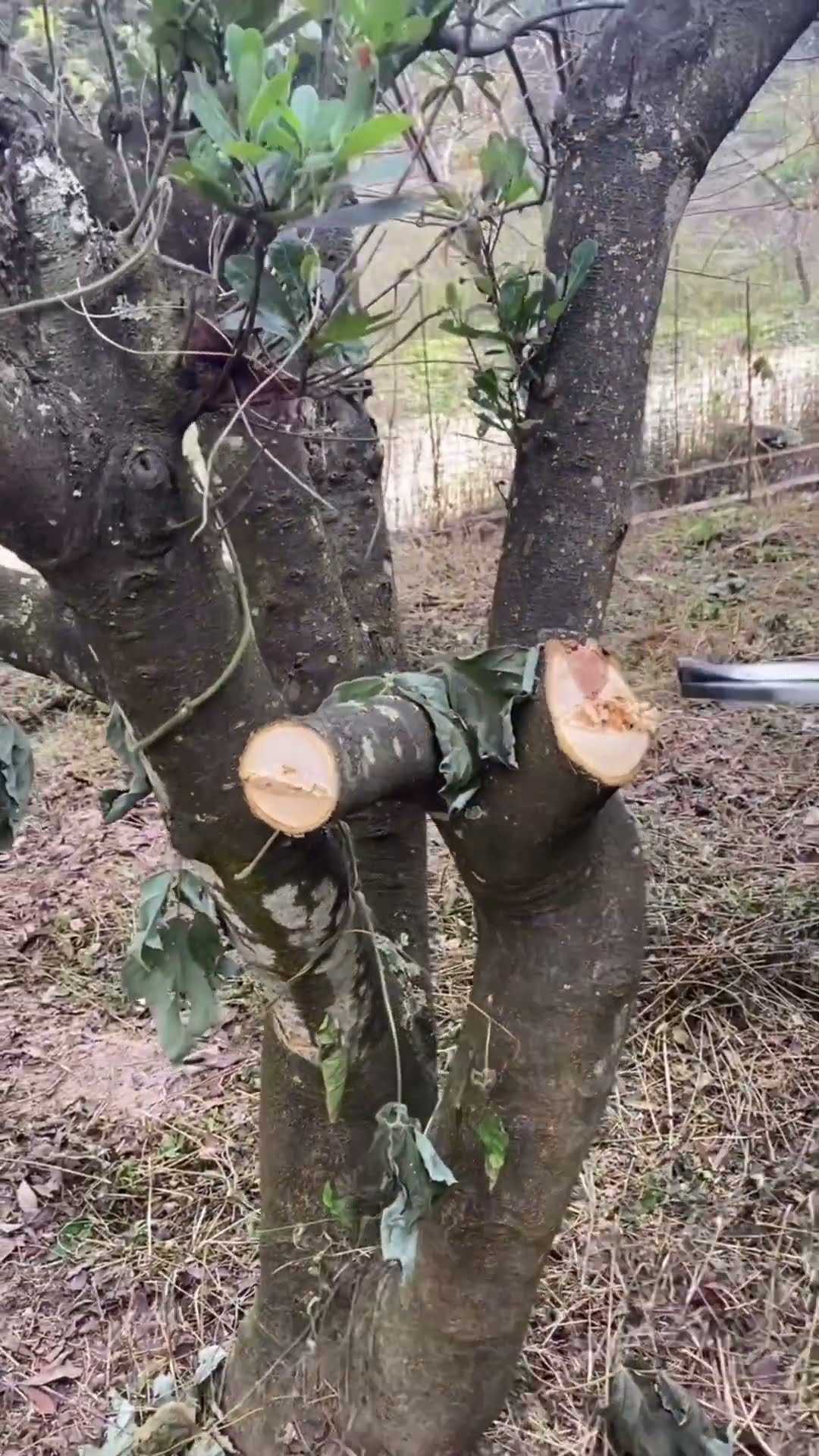 this machine cuts forest plants #shortsvideo