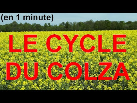 Vidéo: Punaise Impitoyable Du Colza