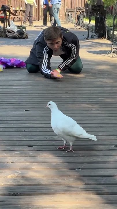 Никита кормит голубя 🤍🕊️ #луномосик #морковь - YouTube