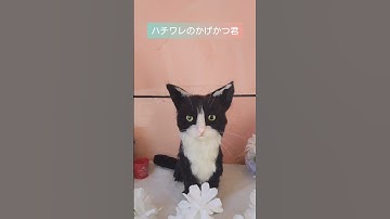 動画予告！羊毛フェルトで虹の橋を渡った　猫を作りました #ペット #ねこ #にゃんこ #cat #虹の橋 #ハチワレ