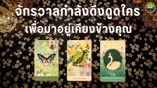 Pick a card จักรวาลกำลังดึงดูดใคร เพื่อมาอยู่เคียงข้างคุณ ♡ 🦢