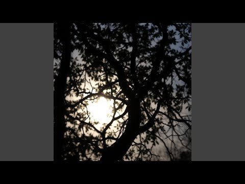 Awaiting Dawn