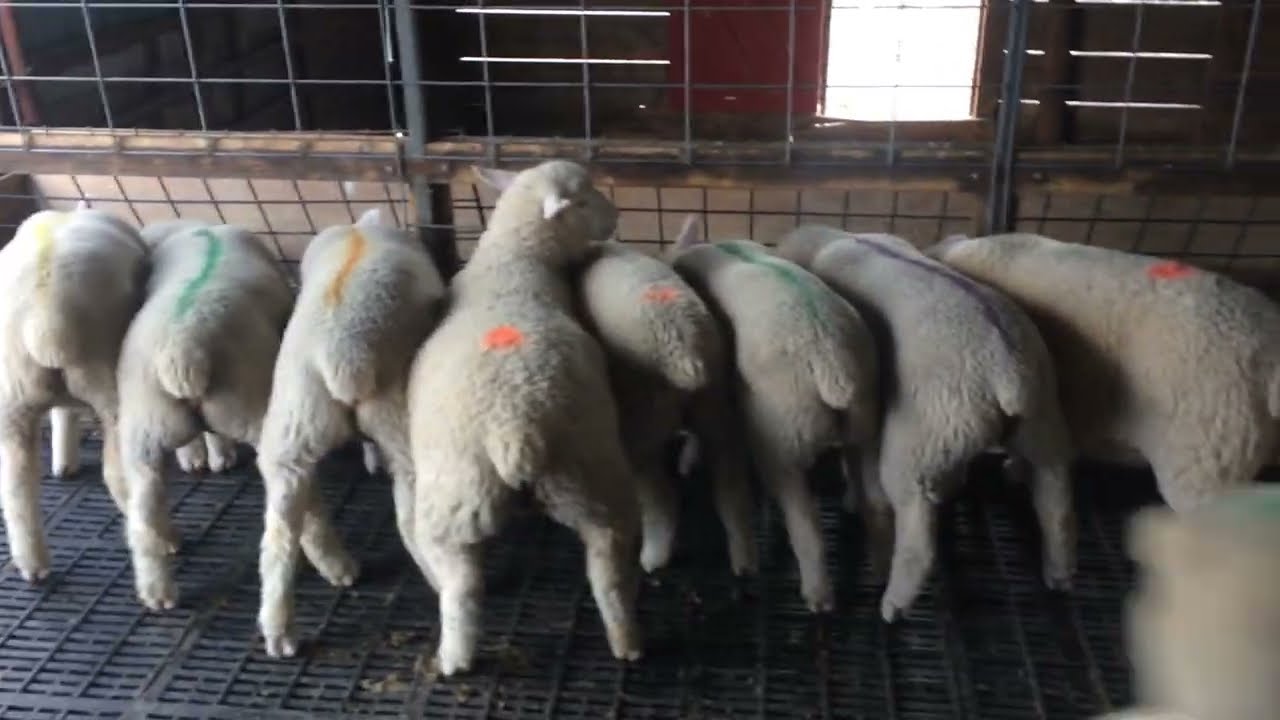 Ile-De-France ewe lambs pen 1