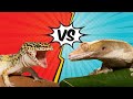 Crested Gecko Vs Leopard Gecko Best Pet Reptile?