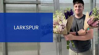 Season-long Delphinium and Larkspur Production