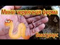 Мини червячная ферма (Биогумус)