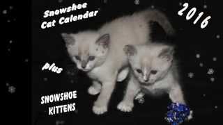 A Snowshoe Kind of Christmas 2016 by Snowshoe Cat Rescue Network 166 views 8 years ago 2 minutes, 14 seconds