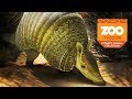 SCREAMING HAIRY ARMADILLO! | Zoo Tycoon : Ultimate Animal Collection #5