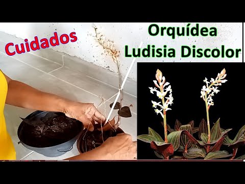 Orquídea Ludisia Discolor | LINDA PLANTA - thptnganamst.edu.vn