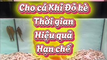 Cá la hán khỉ đỏ kè thế nào ? #gbh #fish #arowana #srm #fish #aquarium