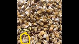 Arnia Orfana con Varroa!! #apicolturasicula #varroa #apicoltura #queenbee #beekeeper #beekeeping