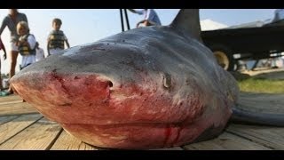 Pêche du requin (no kill peche, gros carnassier) - Documentaire