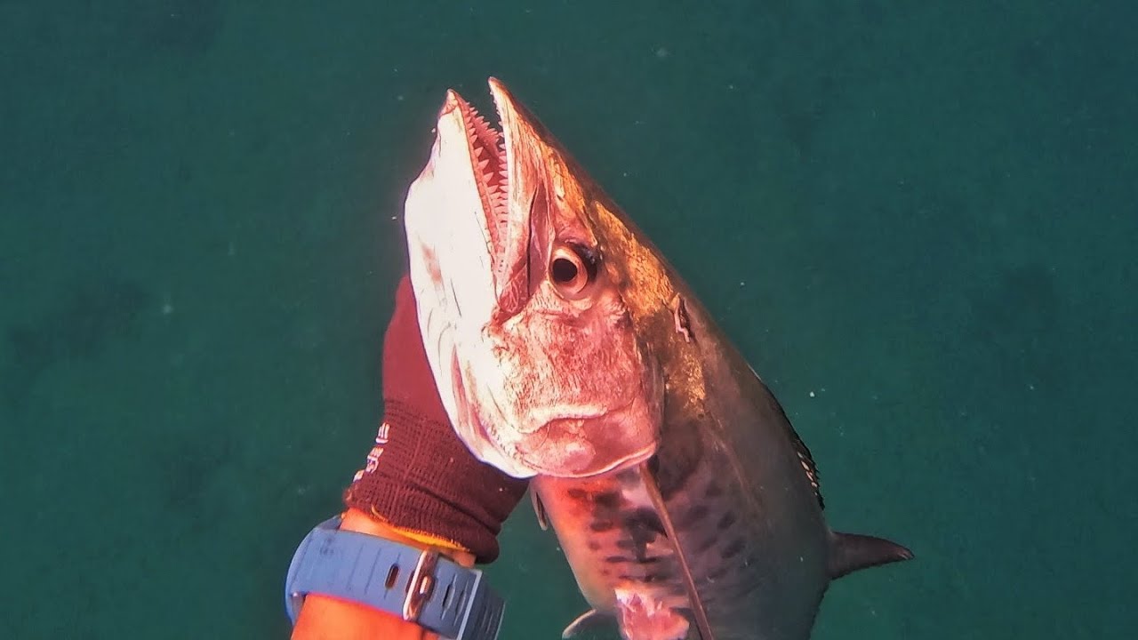 PELAGIC SEASON || KUNSOMO || SPEARFISHING CEBU