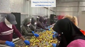 jujube sorting packing plant， jujube washing packing line