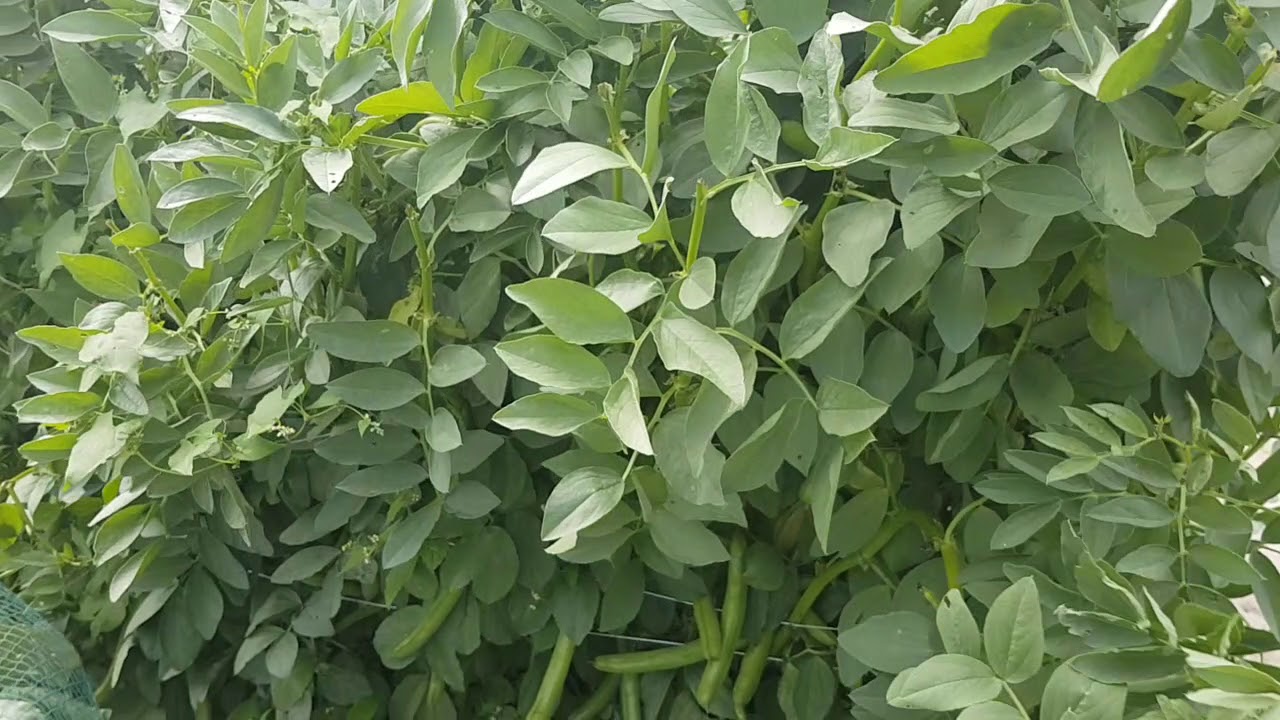 Update van de groenten tuin 4juli 2020