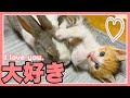 【保護猫】うさぎとじゃれつく子猫さんが可愛すぎた。The rabbit and the flirting kitten were too cute.
