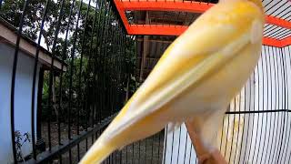 CUKUP 30 DETIK KENARI LANGSUNG NYAUT NGEROL PANJANG