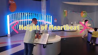 Heartbeat Simulator Explore Blood Circulation & Pressure Via Interactive Cardiac Model