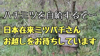 【日本在来ミツバチ】巣箱を設置して、ハチミツの自給にも挑戦する