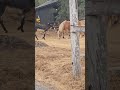 Donkey Being An Ass Funnyanimal Horse Donkey Playtime 