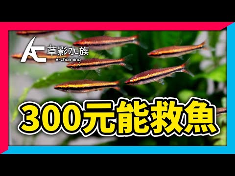 魚隻生病了怎麼辦？密技！如何用300元預算拯救10000隻魚｜AC草影水族