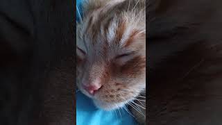 attempted to record his purring by Ultimate Cat Friends (UCF) 150 views 1 month ago 1 minute, 29 seconds