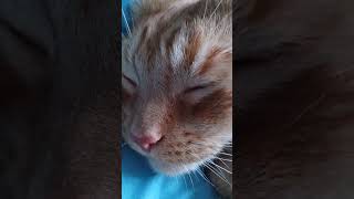 attempted to record his purring