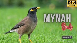 Mynah | Birds Simple Videos | Beauty of universe by What have in universe 1,116 views 7 months ago 3 minutes, 28 seconds