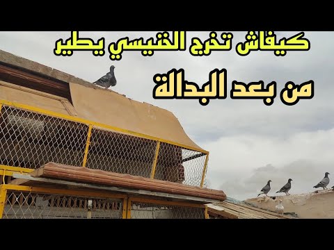 كيفاش تخرج الحمام الخينيسي يطير من بعد ما كان محبوس وفلبدالة  