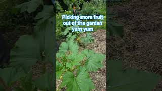 Picking more fruit out of the garden, yum yum yum