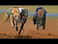 Rabbit Hunting AJK //Khargosh Ka Shikar AJK