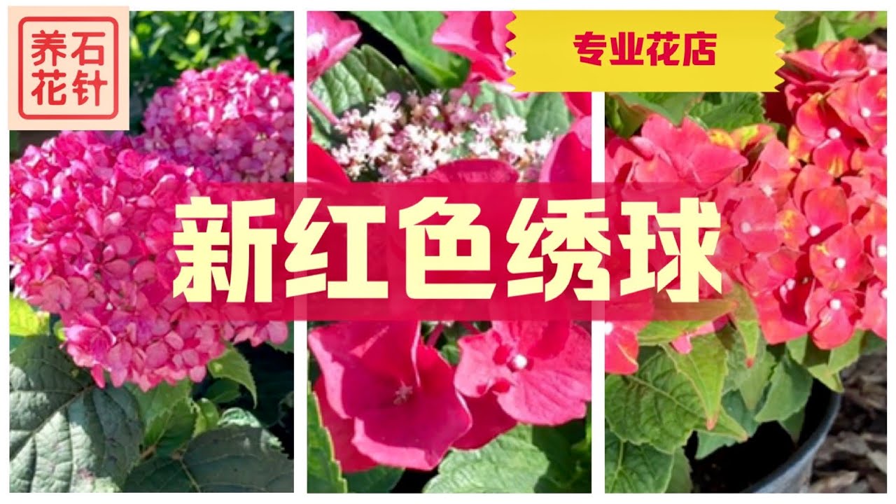 看不够的绣球花 八月花店 有一种挺红的 品种选择挺重要hydrangea Youtube