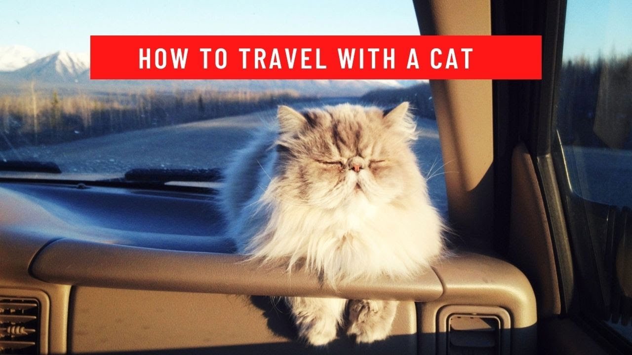 cat travel how long