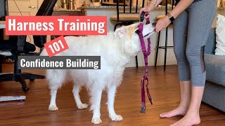 Harness Training Your Dog