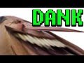 DANK MEMES - YLYL #0061