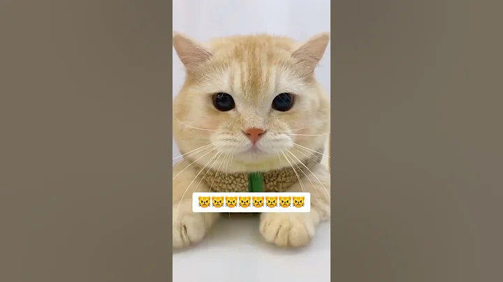 Video 3999591: funny cats kittens meowing, cats kittens meowing cute, best cute kittens