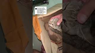 Pmohon bantuan nya untuk biaya pengobatan kucing pasar ini yang lagi sakit  cek bio profil teman2