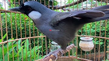 🅾 Khướu Hót GIỌNG RẤT HAY- NHIỀU GIỌNG.giọng rừng kích khướu bổi luyện khướu bổi hót căng lửa.G45