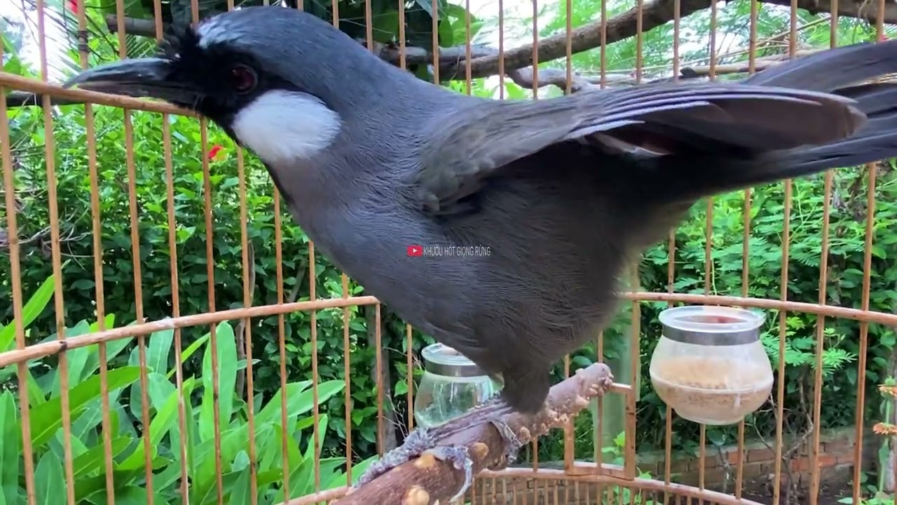 🅾 Khướu Hót GIỌNG RẤT HAY- NHIỀU GIỌNG.giọng rừng kích khướu bổi luyện khướu bổi hót căng lửa.G45